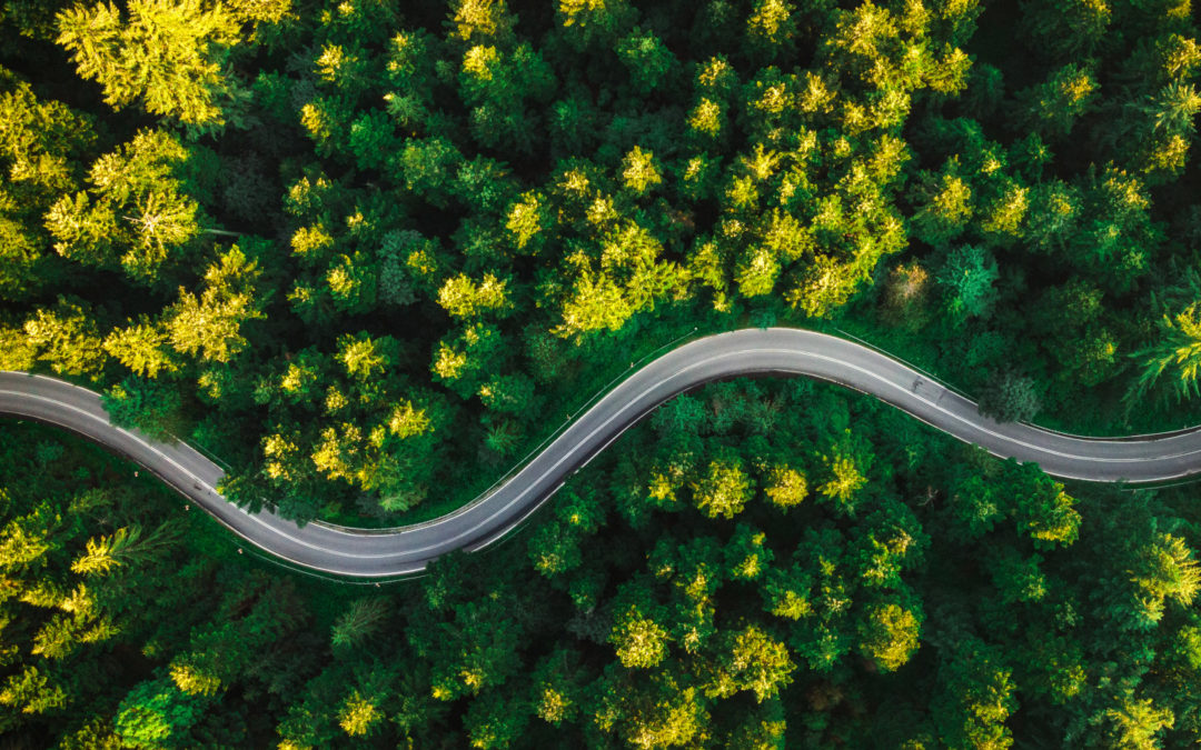 Forests & forest product innovation for an inclusive net-zero economy