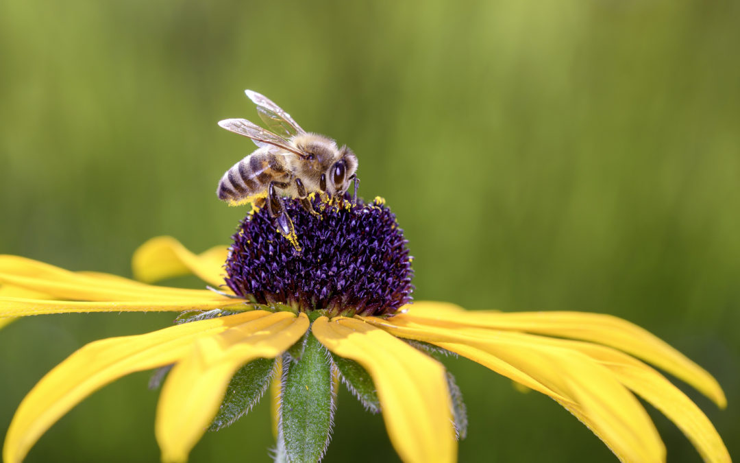 Understanding business contributions to nature-positive