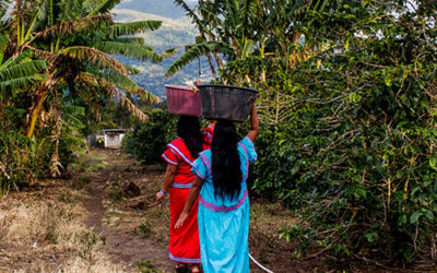 The role of nature and voluntary carbon credits in your decarbonization